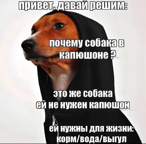 Собака в капюшоне