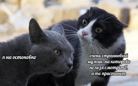 Коты на странного мужика