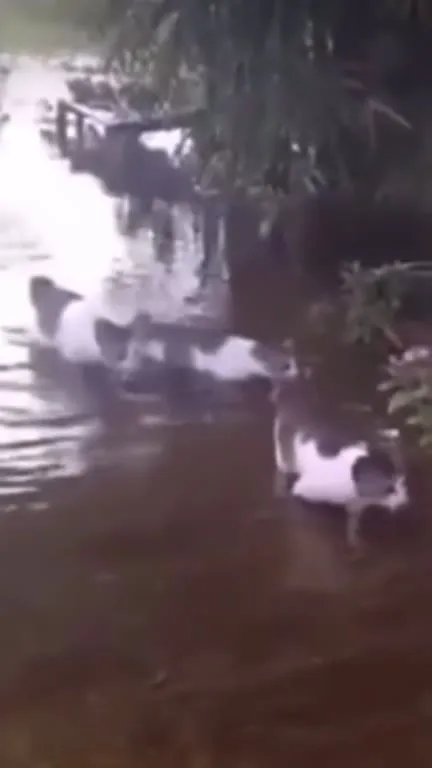 Коты идут по воде