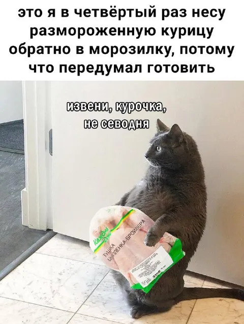 Кот снова возвращает курицу