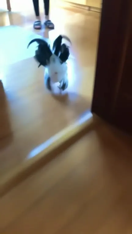 Петух, которого поймали