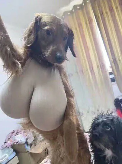 Собака с огромной грудью