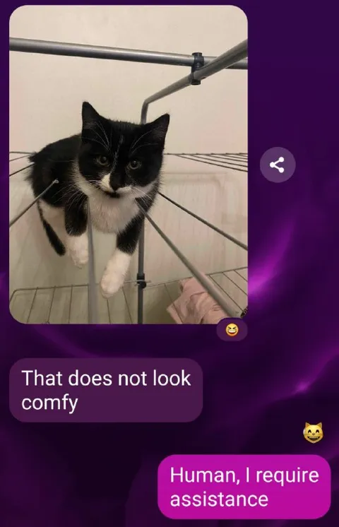 Cat Requires Assistance