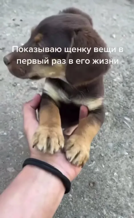 Щенок знакомится со счётчиком