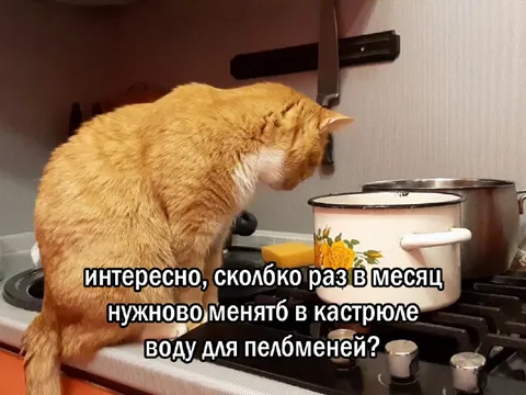 Кот меняет воду для пельменей