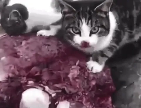 Кот танцует под абсурдтек