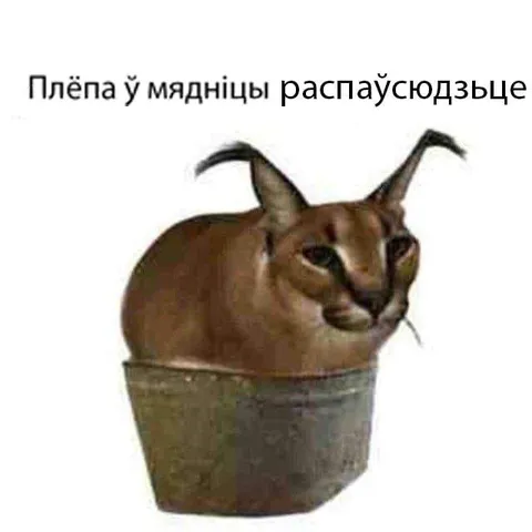Плёпа ў мядніцы