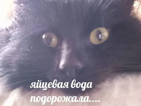 Яйцевая вода подорожала