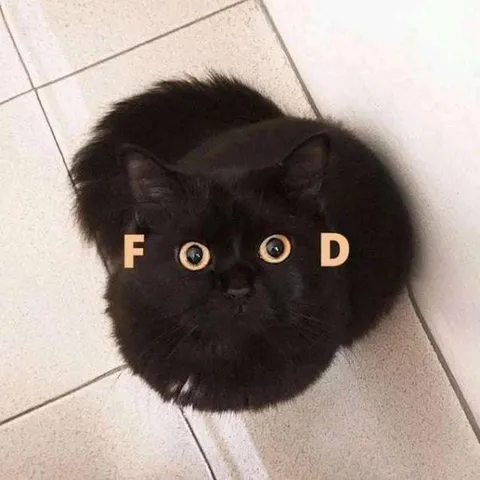 Black Cat Wants Food