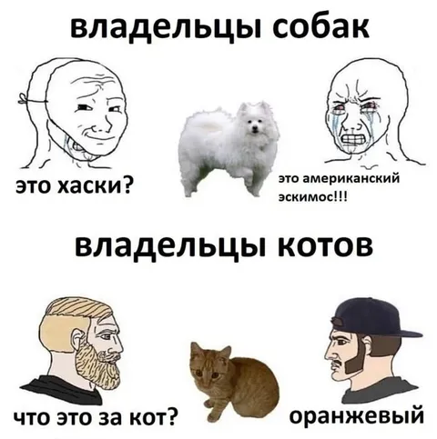 Владельцы собак и котов
