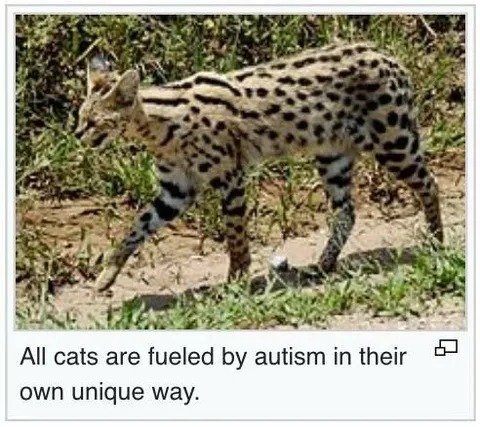 Cats Fueled by Autism