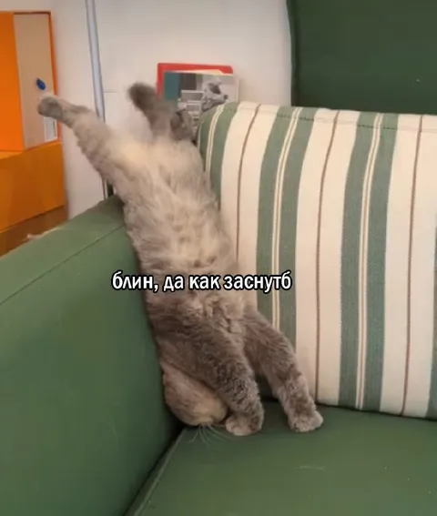 Кот не может заснуть