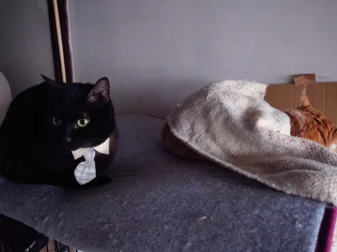 Кот в галстуке охраняет спящего кота
