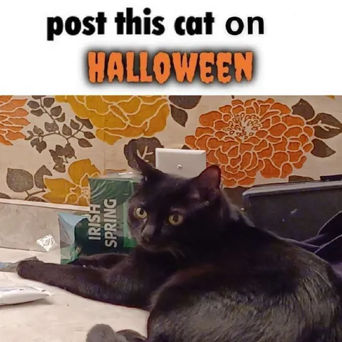 Post This Cat on Halloween