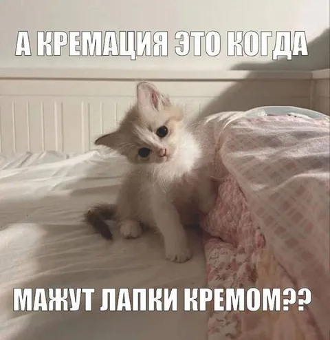 Кремация или крем для лапок