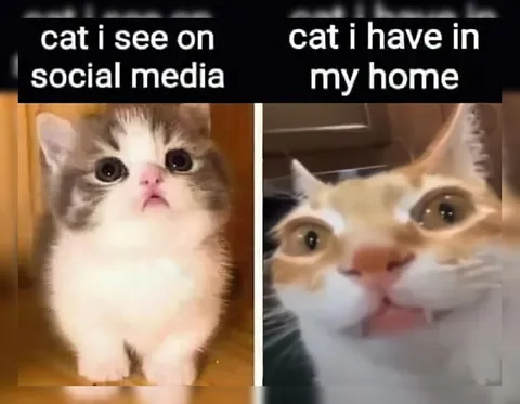 Cats on Social Media vs Home