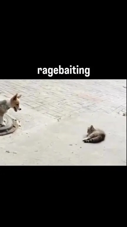 Dog Tries to Ragebait a Cat