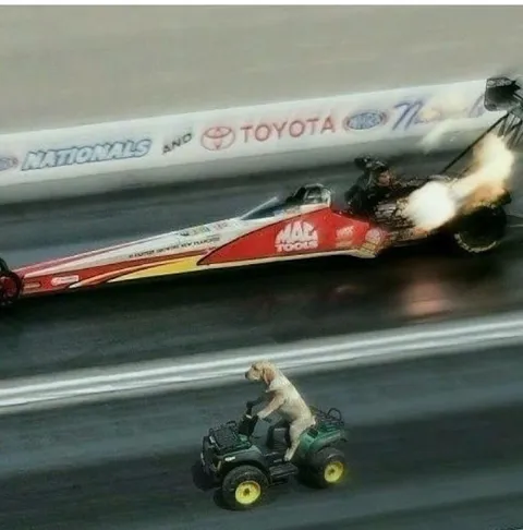 Dog Racing a Toy ATV