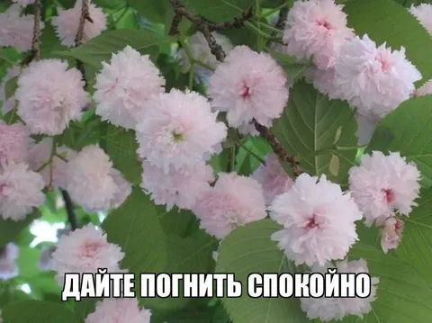 Дайте погнить спокойно
