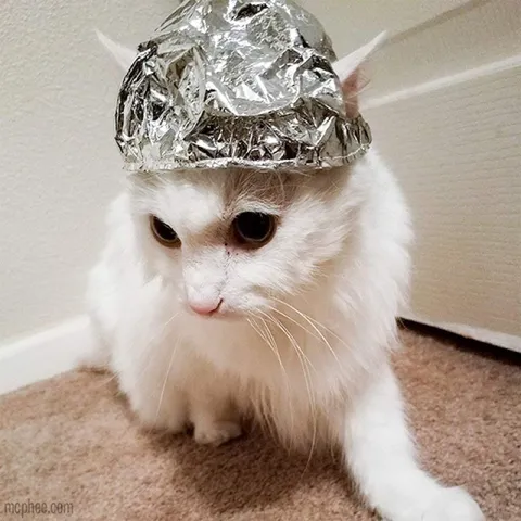 Кот в шапочке из фольги