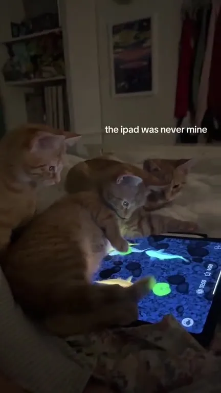 Cats Sharing the iPad