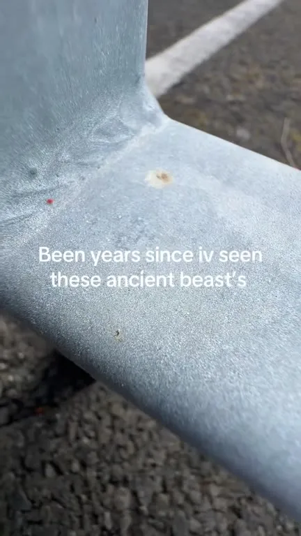 Ancient Beasts on the Guardrail