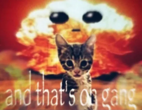 And That's All Gang Cat