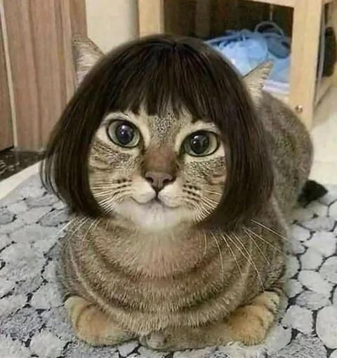 Кот с каре