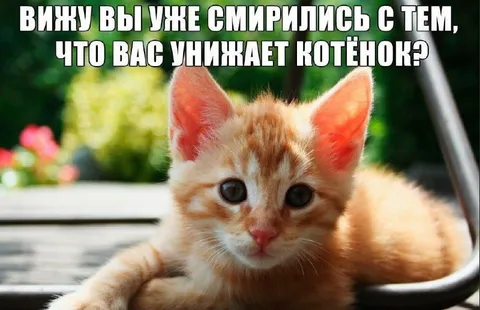 Котёнок, который унижает