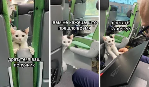 Кот-попутчик в поезде