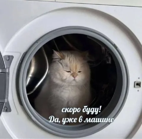 Кот уже в машине