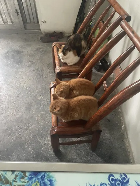 Кошки заняли все стулья