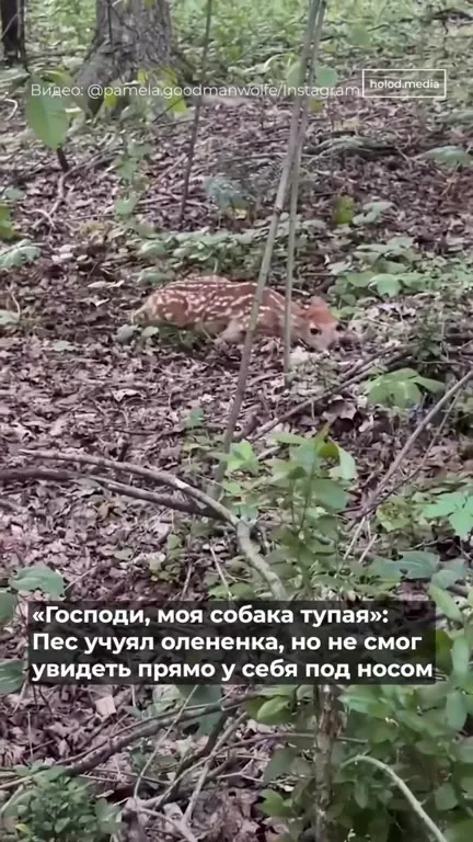 Собака не видит оленёнка