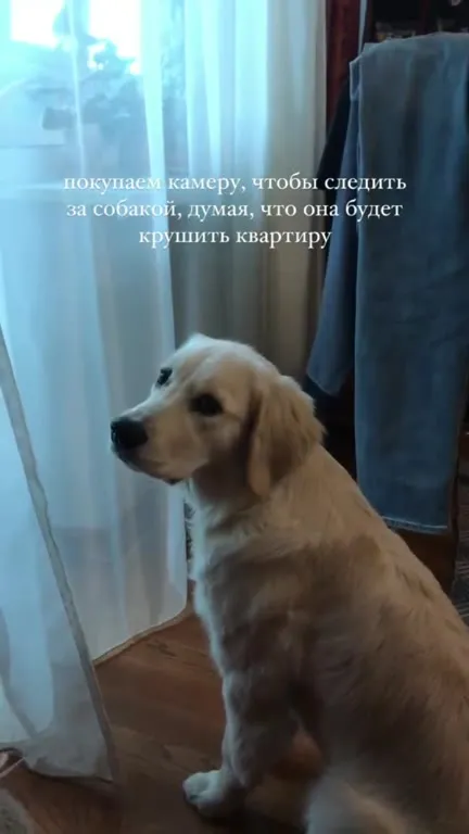 Камера следит за собакой