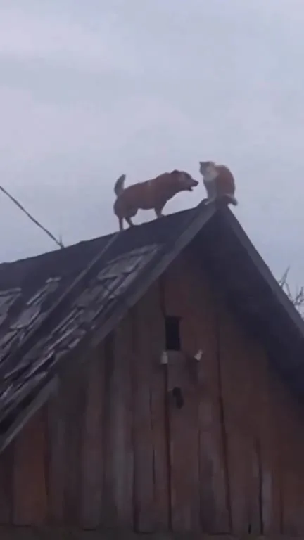 Собака спорит с котом на крыше