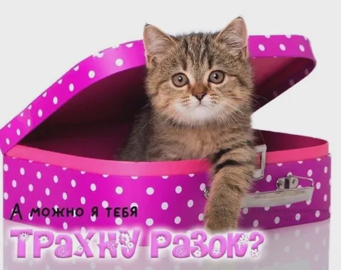 А можно я тебя трахну разок?