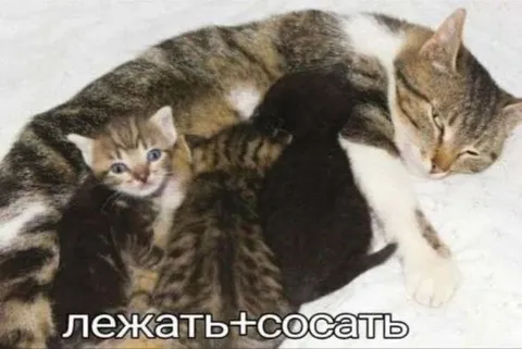Лежать и сосать