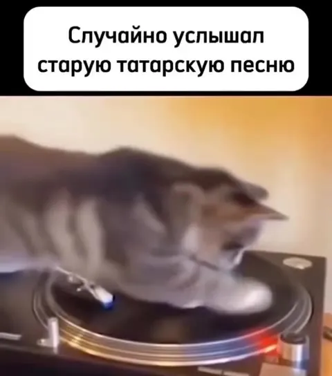 Кот услышал татарскую песню