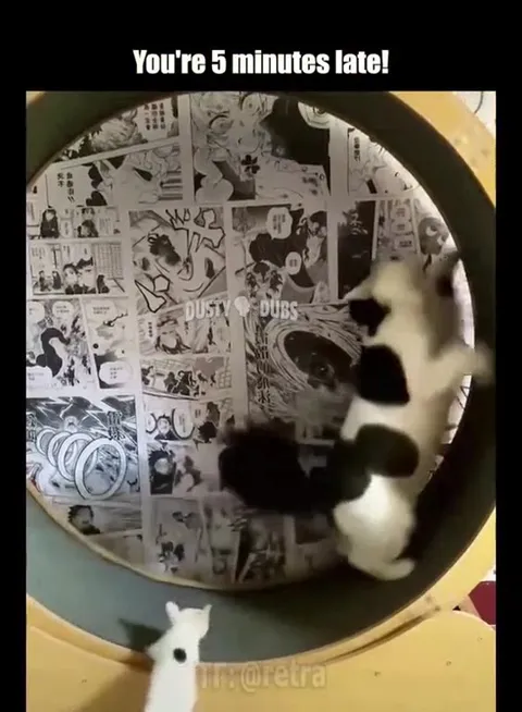 Cats on a Running Wheel