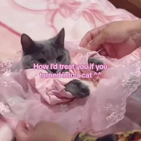Cat Treated Like a Princess