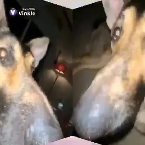 Уставший пёс под Like That
