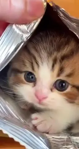 Котёнок выглядывает из упаковки