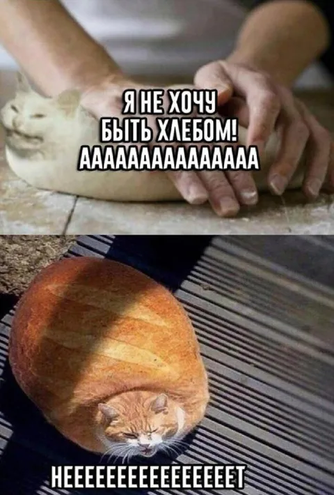 Кот не хочет быть хлебом