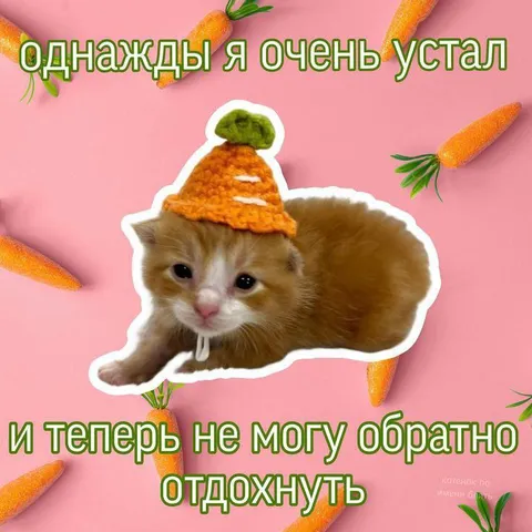 Кот, который не может отдохнуть