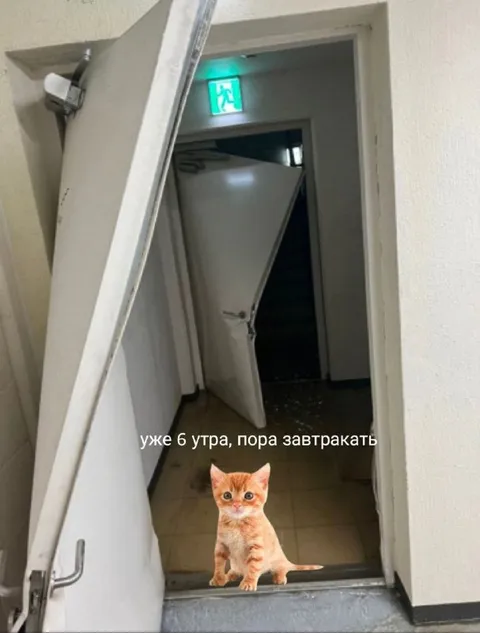 Кот пришёл на завтрак