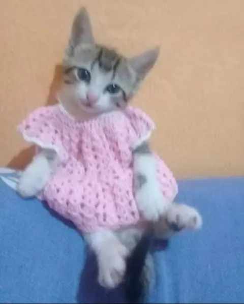 Котёнок в розовом платье