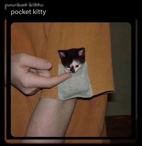 Pocket Kitty in a Pocket