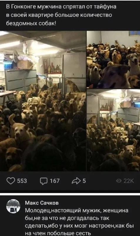 Мужчина спас собак от тайфуна