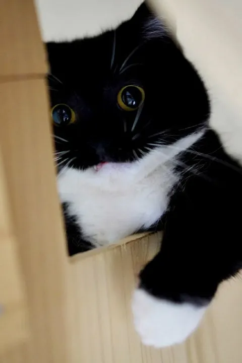 Кот выглядывает из коробки