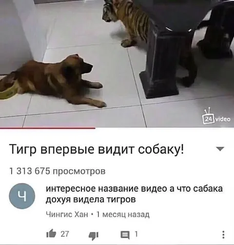 Тигр впервые видит собаку